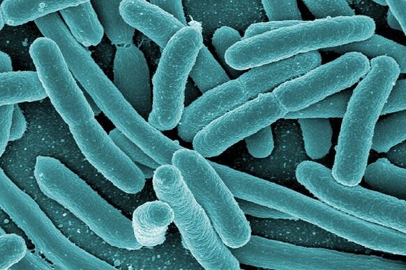 baktérie spôsobujúce infekčnú prostatitídu